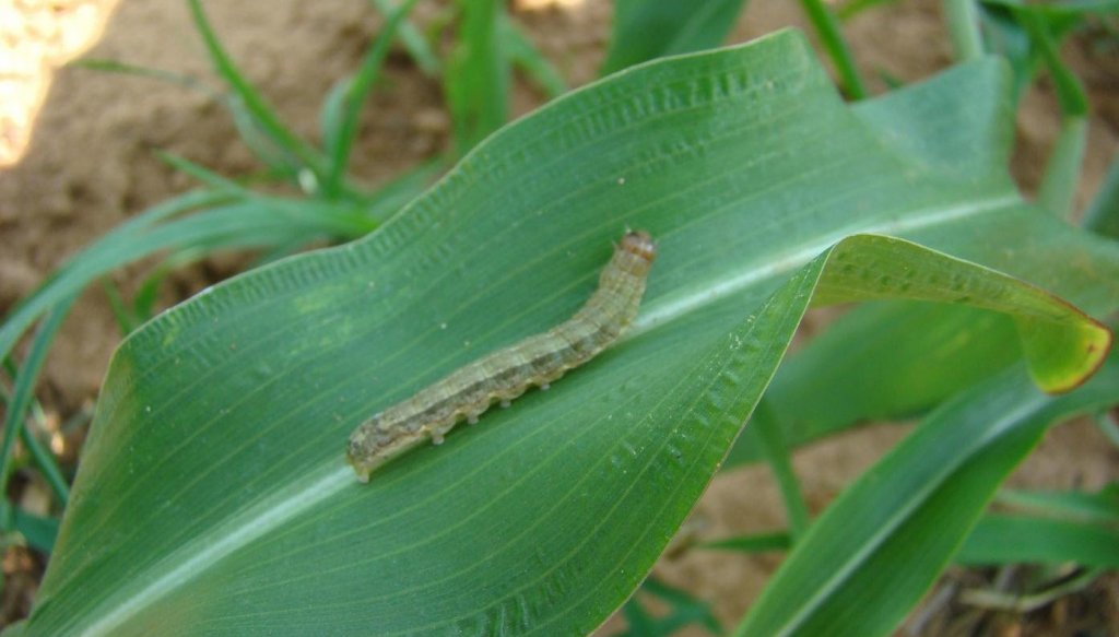 oruga soja