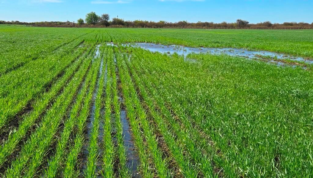 Las lluvias no cortan la ilusión: más del 95% del trigo sigue en condiciones de buenas a excelentes