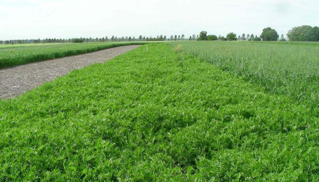 Una “fábrica” natural de nitrógeno y fósforo: leguminosas, la clave oculta para nutrir la soja 5 DSCN1469