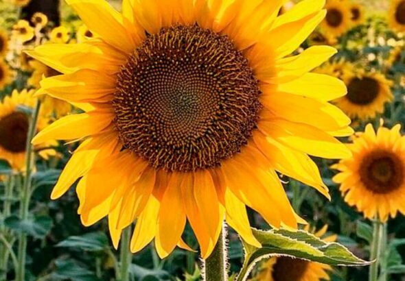 NATURALEZA GEOMETRIA FRACTALES DE LAS PLANTAS GIRASOL
