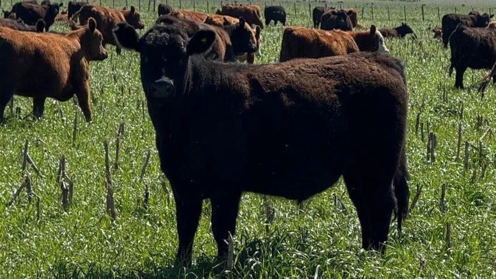 VACA