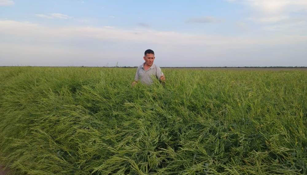 carinata