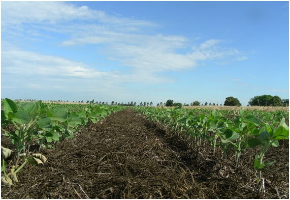 Una “fábrica” natural de nitrógeno y fósforo: leguminosas, la clave oculta para nutrir la soja 2 cc 1