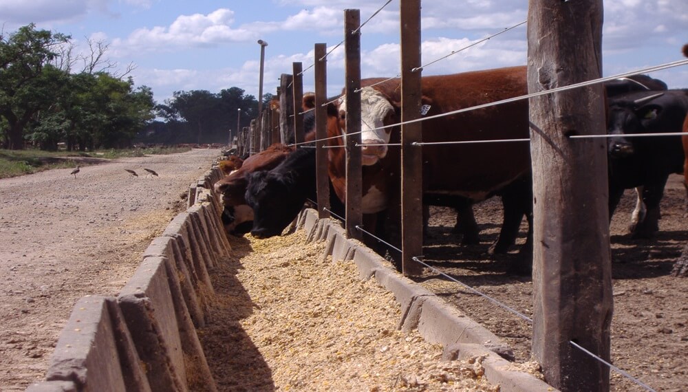 feedlot 2
