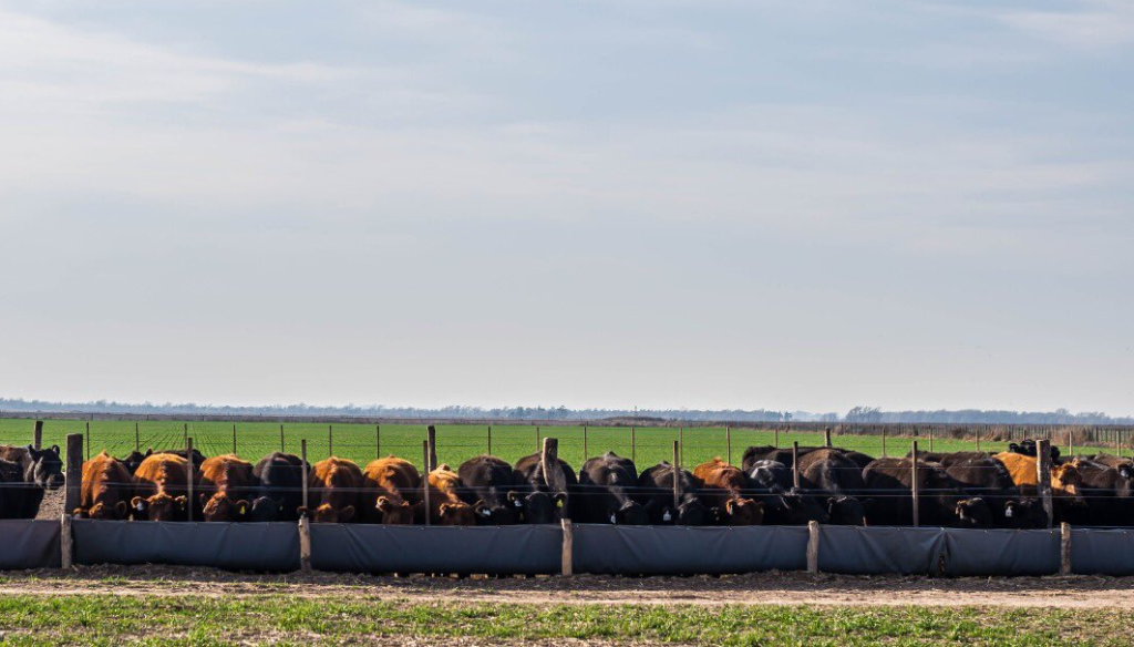 feedlot bio 5 comedero