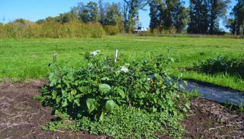 El poder del sol contra las malezas: una técnica del INTA muestra resultados sorprendentes 3 radiacion 768x514 1