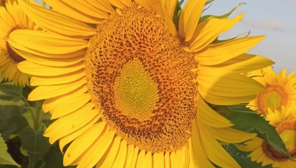 Florece el rendimiento en girasol: híbridos "adaptados" logran 30% más productividad en San Luis 3 GIRASOL SL 4