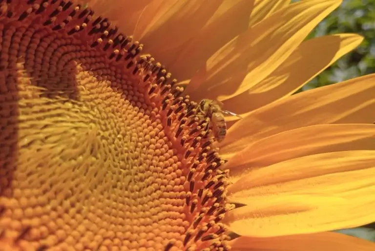 Florece el rendimiento en girasol: híbridos "adaptados" logran 30% más productividad en San Luis 2 GIRASOL SL