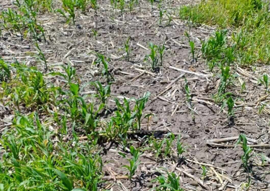 Un ensayo casual: la historia del productor que encontró la tranquilidad en el control de malezas 2 WhatsApp Image 2025 11 04 at 9.26.37 AM