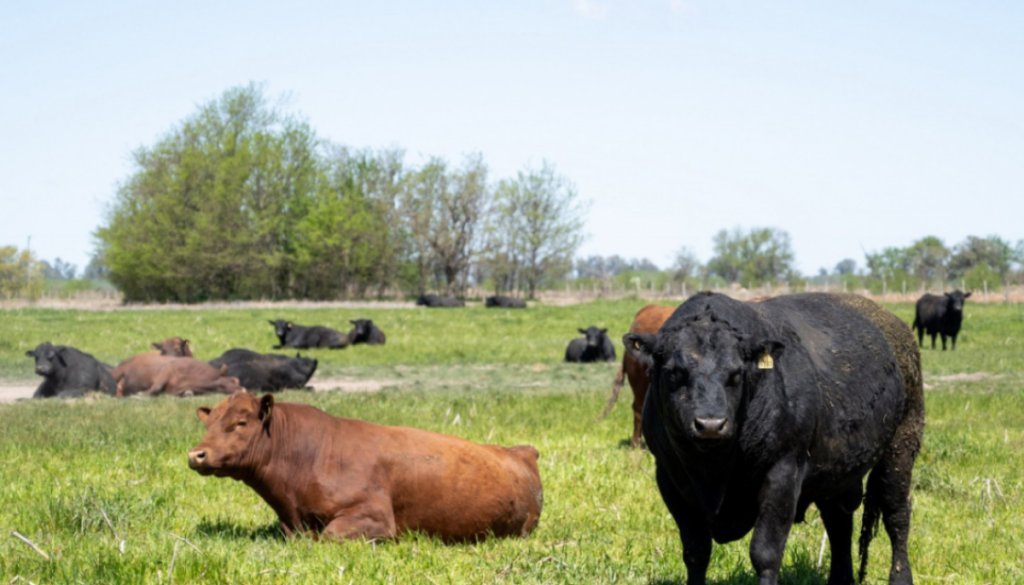 Tristeza bovina: en Entre Ríos toman más medidas para frenar el avance de la garrapata 4 bovinos senasa hacienda ganado