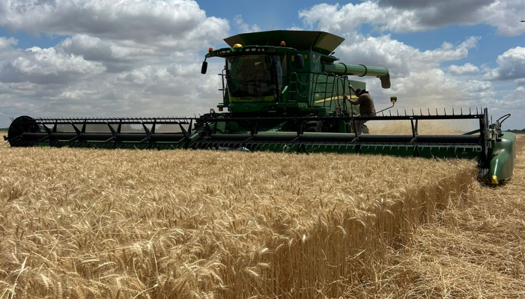 cosecha trigo florencia ricca