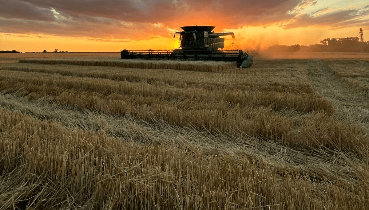 El lado B del “boom” triguero: para que sea rentable, hay que realmente lograr altísimos rindes 2 cosecha trigo ocaso florencia ricca