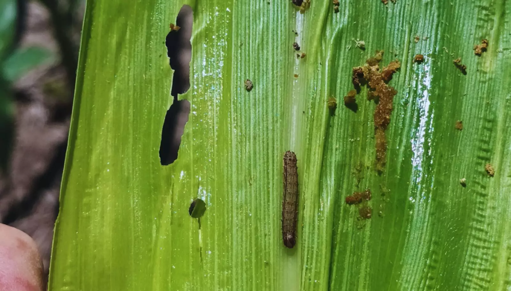 gusano cogollero maiz