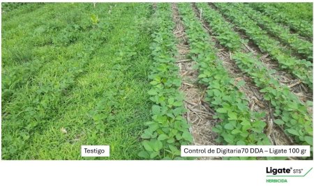 Un ensayo casual: la historia del productor que encontró la tranquilidad en el control de malezas 6 ligate2 1