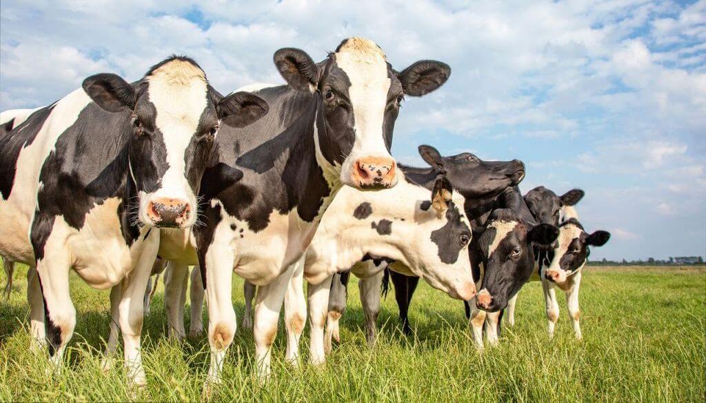 Sarna bovina: algunos medicamentos pierden efectividad y la bioseguridad se vuelve clave 2 mail