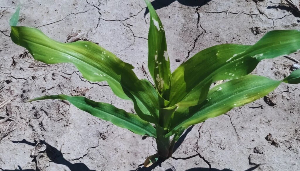 maiz danos cogollero