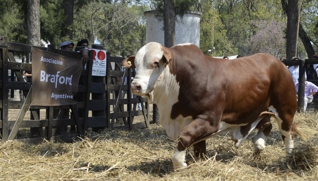 De la genética a la adaptación al campo: las claves para elegir un toro "funcional" y potenciar la cría 3 toro braford