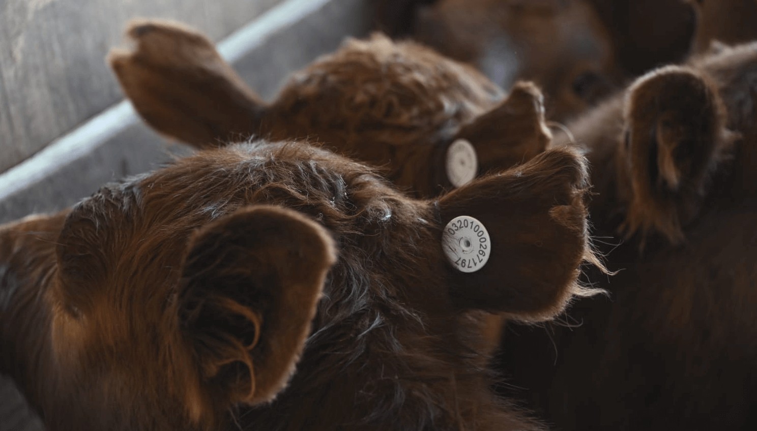 Trazabilidad electrónica bovina: punto por punto, cómo es el sistema que se aplicará desde el 1° de enero 3 trazabilidad bovinos chips