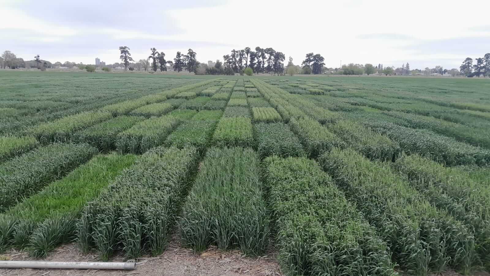 trigo lotes ensayos inta