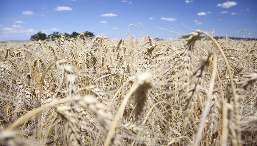 El lado B del “boom” triguero: para que sea rentable, hay que realmente lograr altísimos rindes 3 trigo sagyp