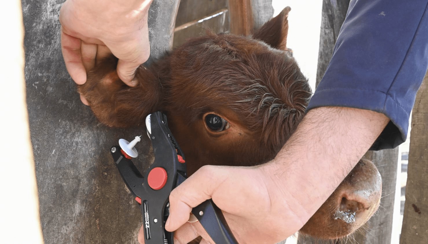 Trazabilidad electrónica bovina: punto por punto, cómo es el sistema que se aplicará desde el 1° de enero 2 vaca trazabilidad chip