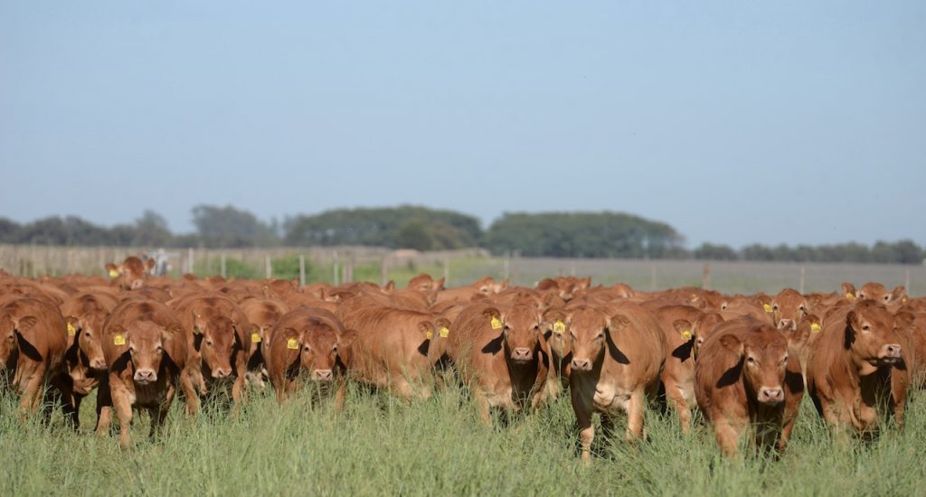 vaquillonas limousin expoagro