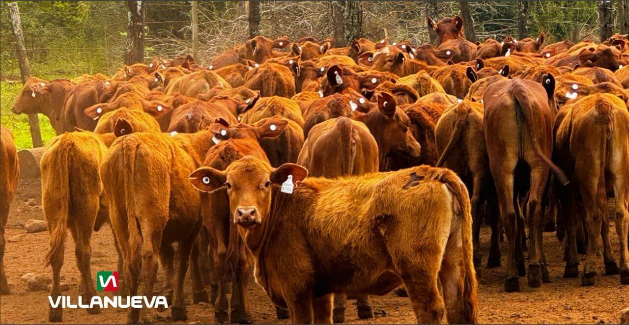 villanueva caravanas