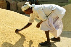 Nuevas técnicas, viejos problemas: el informe de Navdanya International sobre la desregulación global de los OGM Nuevas técnicas, viejos problemas: el informe de Navdanya International sobre la desregulación global de los OGM