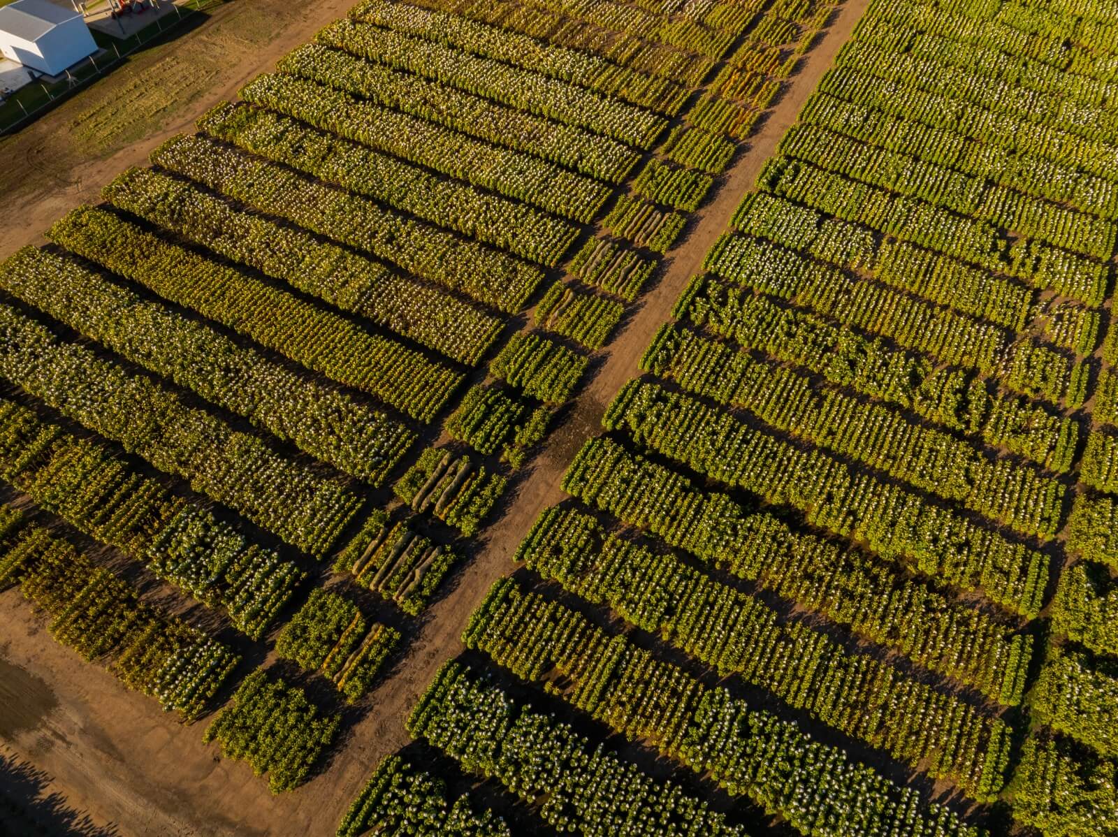 “Tenemos que pensar en una agricultura para alimentos y para biocombustibles, para las dos cosas” 3 Nufarm