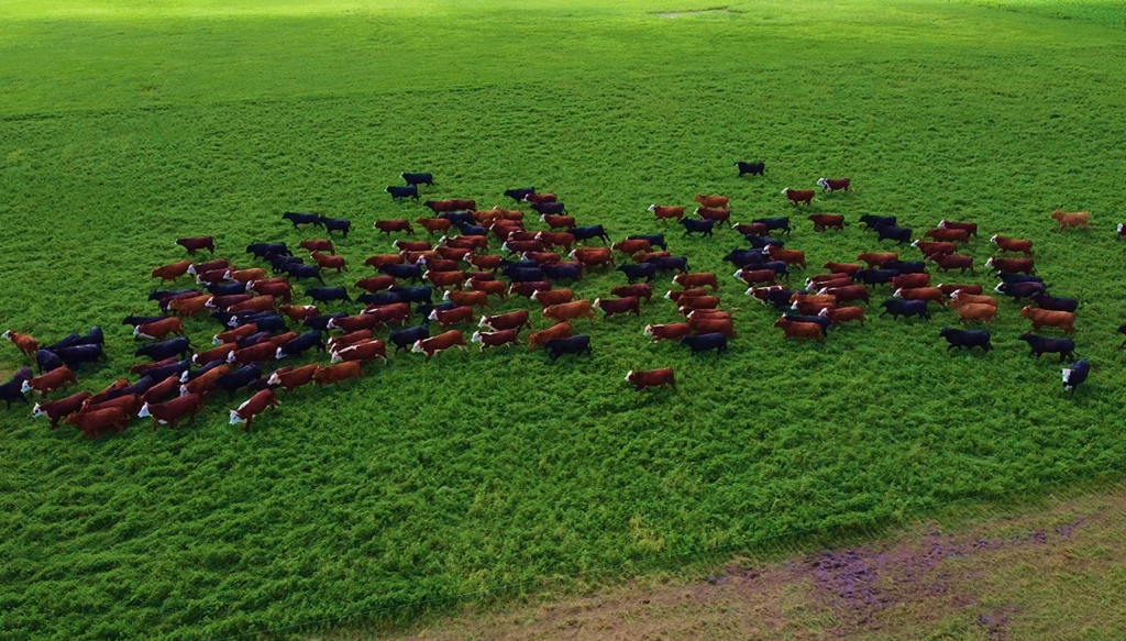 bovinos rodeo hacienda