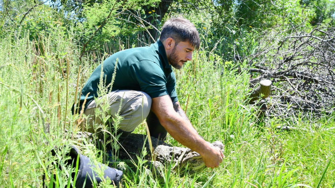 Liberaron al yacaré “Ricardito”