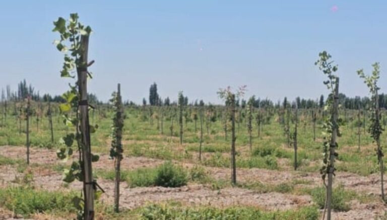 El “boom” del pistacho: buscan inversores para un nuevo proyecto productivo en San Juan El “boom” del pistacho: buscan inversores para un nuevo proyecto productivo en San Juan