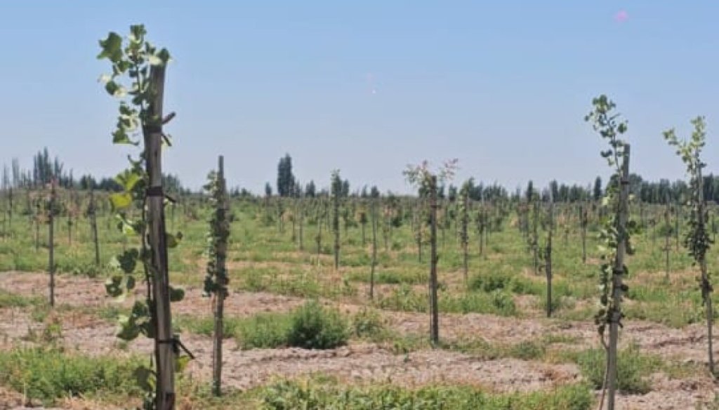 El “boom” del pistacho: buscan inversores para un nuevo proyecto productivo en San Juan