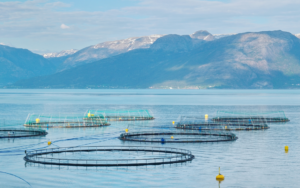 Industria del salmón en la Patagonia: El irrefrenable anhelo del control total