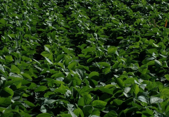 La soja avanza en la campaña 2025/26 con un plus: se confirma la muy buena calidad de la semilla La soja avanza en la campaña 2025/26 con un plus: se confirma la muy buena calidad de la semilla