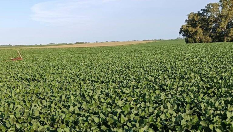 La sequía que alarma a la zona núcleo: en enero llovió menos de la mitad del promedio histórico La sequía que alarma a la zona núcleo: en enero llovió menos de la mitad del promedio histórico