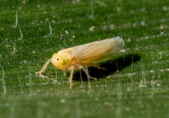 Chicharrita del maíz: “Un escenario no para preocuparse, pero sí para ocuparse” Chicharrita del maíz: “Un escenario no para preocuparse, pero sí para ocuparse”