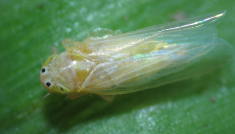 Chicharrita del maíz: “Se estima una campaña intermedia entre la epidemia de 2023/24 y la 2024/25”