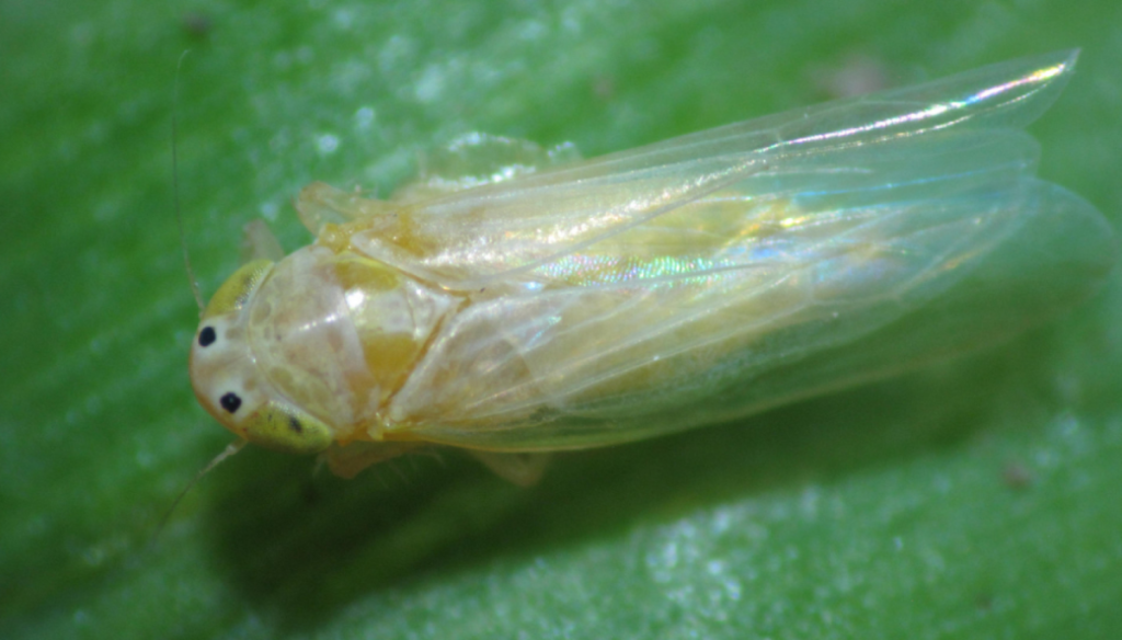 Chicharrita del maíz: “Se estima una campaña intermedia entre la epidemia de 2023/24 y la 2024/25”