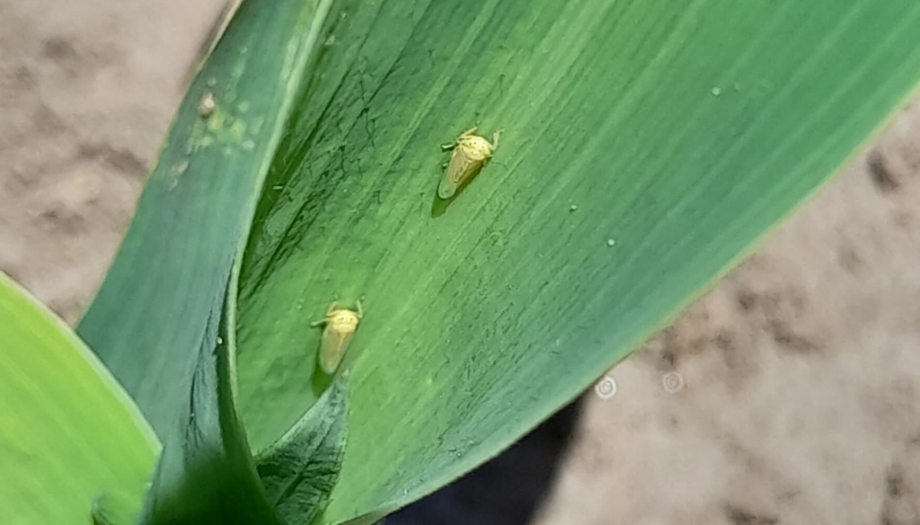 El “regreso” de la chicharrita del maíz: ¿cuáles son los productos autorizados para su control?