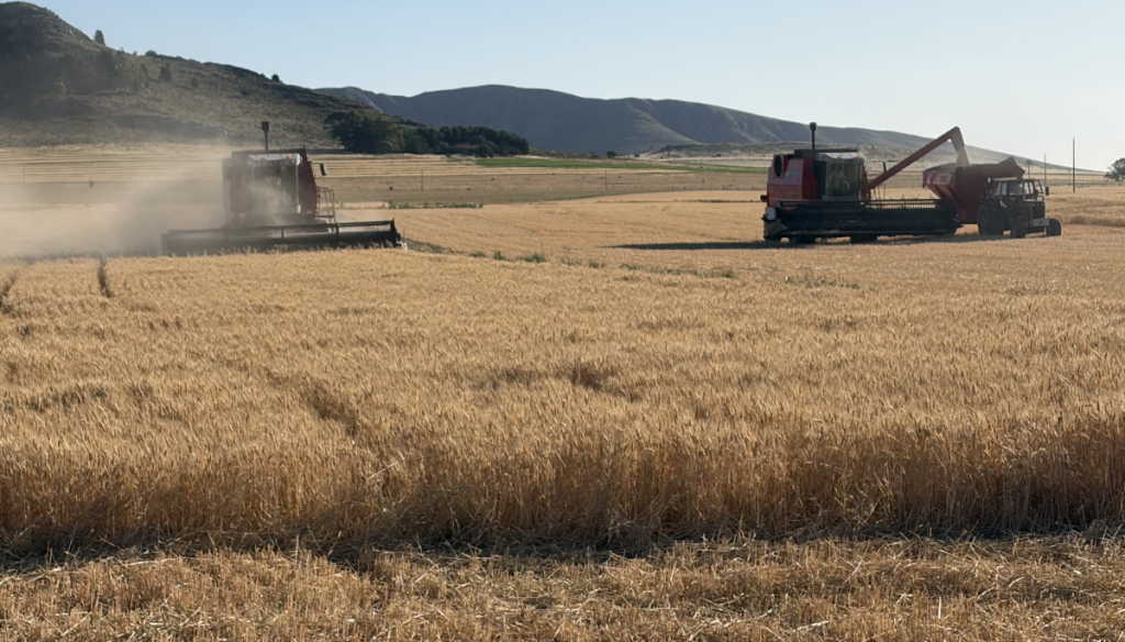 Terminó la cosecha récord de trigo: los rindes superaron los valores históricos en todas las regiones