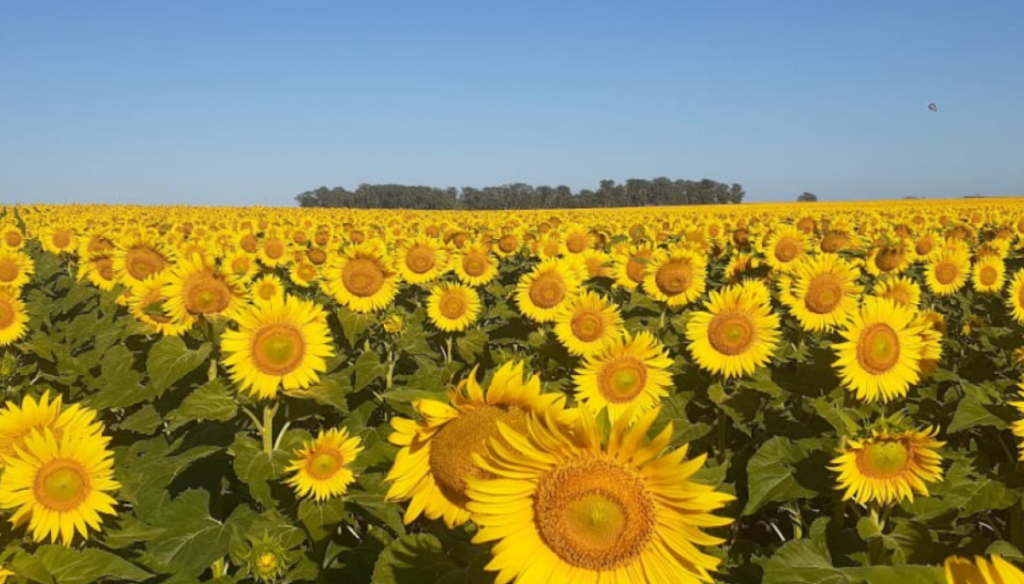 Girasol: el Senasa avanza con un plan preventivo para evitar la aparición de una “maleza plaga” letal