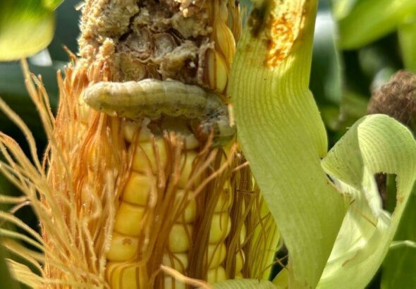 El Maíz Bt, bajo presión: la presencia de lepidópteros sigue alta y obliga a repensar estrategias de manejo