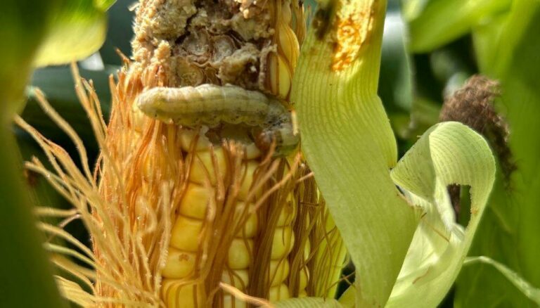 El Maíz Bt, bajo presión: la presencia de lepidópteros sigue alta y obliga a repensar estrategias de manejo