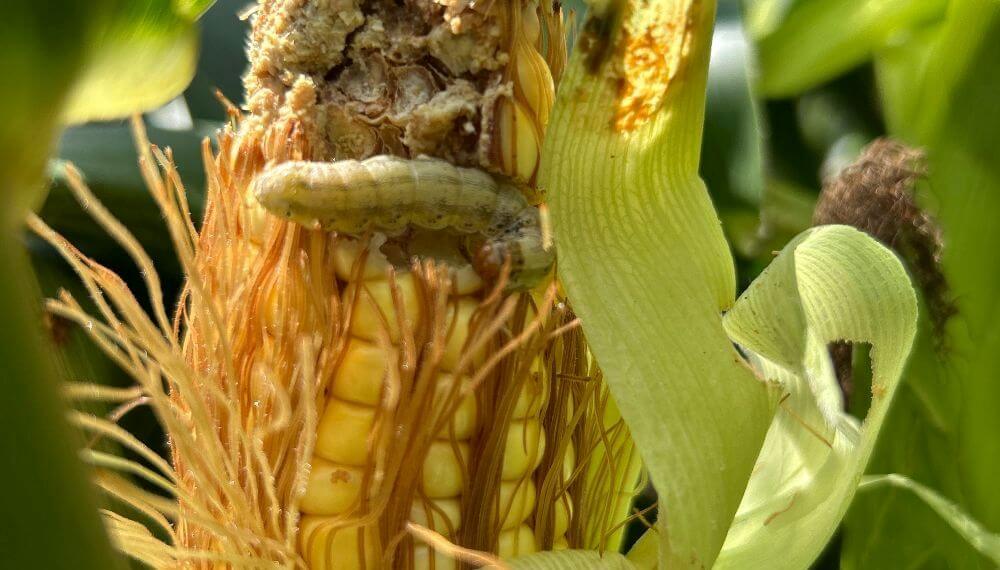 El Maíz Bt, bajo presión: la presencia de lepidópteros sigue alta y obliga a repensar estrategias de manejo