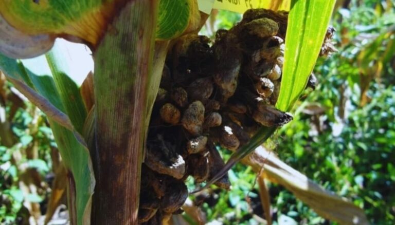 Detectan genes clave en el maíz que podrían enfrentar las principales enfermedades de la espiga Detectan genes clave en el maíz que podrían enfrentar las principales enfermedades de la espiga