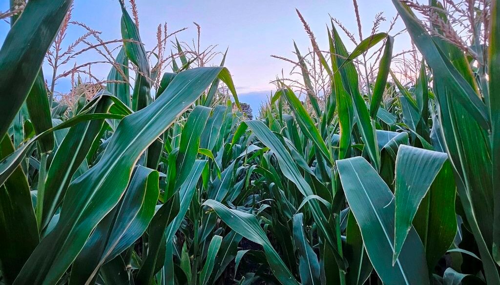 Luz amarilla para el maíz temprano: las lluvias esquivan a la zona núcleo y se podrían afectar los rindes