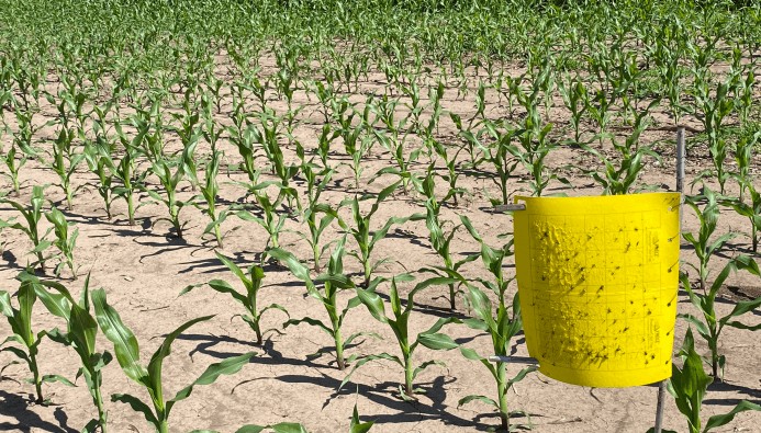 Chicharrita del maíz: sin alertas en la zona central, hay una luz amarilla en regiones endémicas Chicharrita del maíz: sin alertas en la zona central, hay una luz amarilla en regiones endémicas