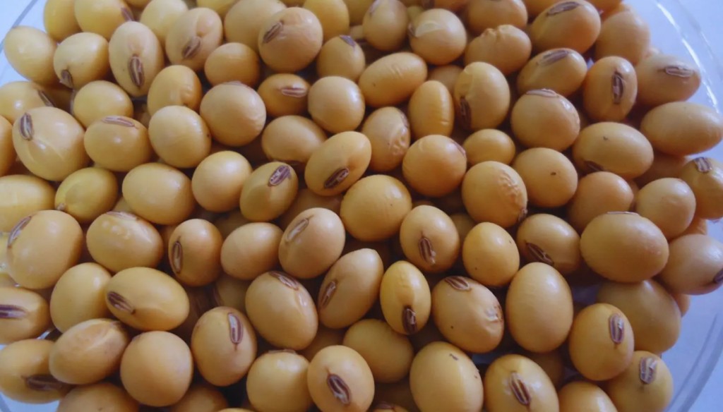 ¿Vigencia o retraso tecnológico?: 30 años después, se siguen inscribiendo sojas RR1