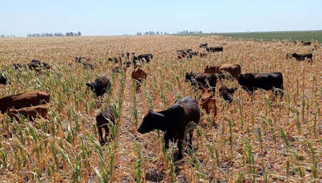 “La verdad es eso, tristeza”: sembró maíz soñando una gran cosecha y la sequía lo obligó a dárselo a las vacas